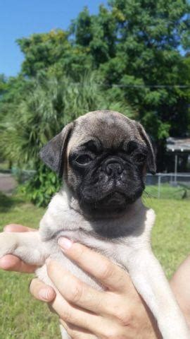 Find pug puppies and dogs for adoption today! Pug Puppies for Sale in Tampa, Florida Classified ...