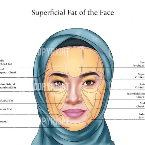 Face Fat Pad Poster Etsy