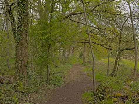 Hiking Trail Through A Spring Forest In The Flemish Countryside Stock