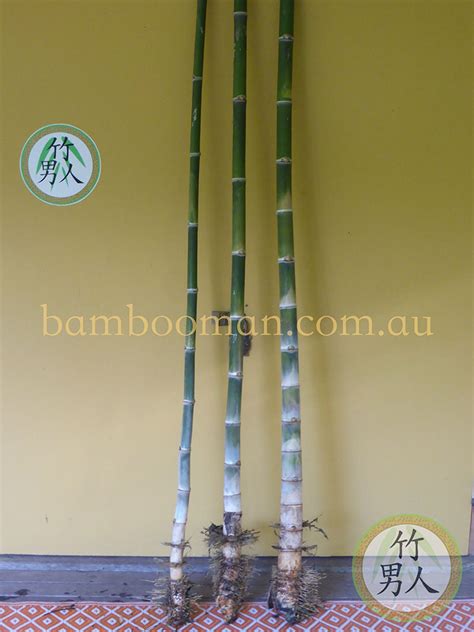 Nana Decorus Bamboo Whitsunday