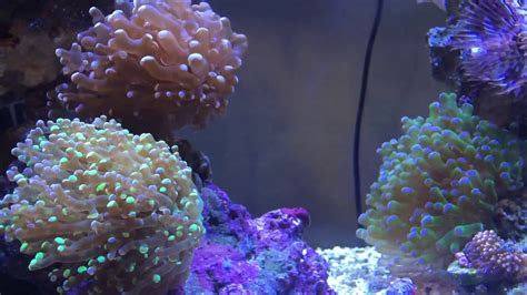 Frogspawn Coral Flow Youtube