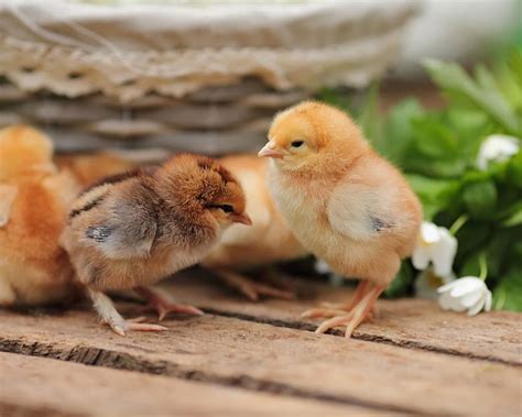 Cute Chickens Hd Wallpaper Pxfuel