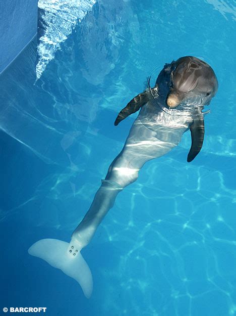 When dolphin tale was filmed in 2010, winter was only five years old, making her the youngest star on set! Winter the dolphin Archives - Fuzzy Today