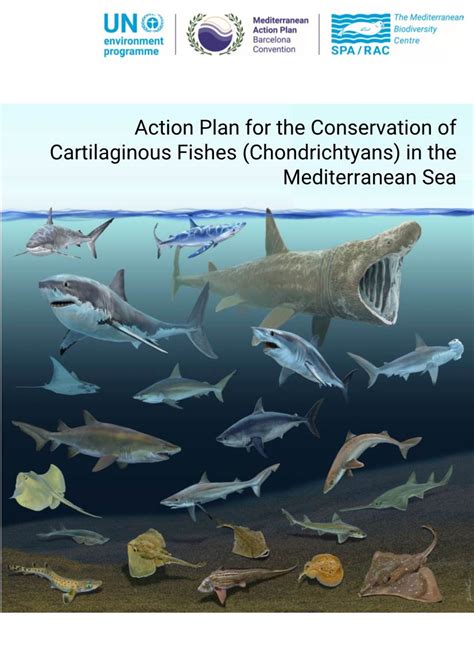 Action Plan For The Conservation Of Cartilaginous Fishes