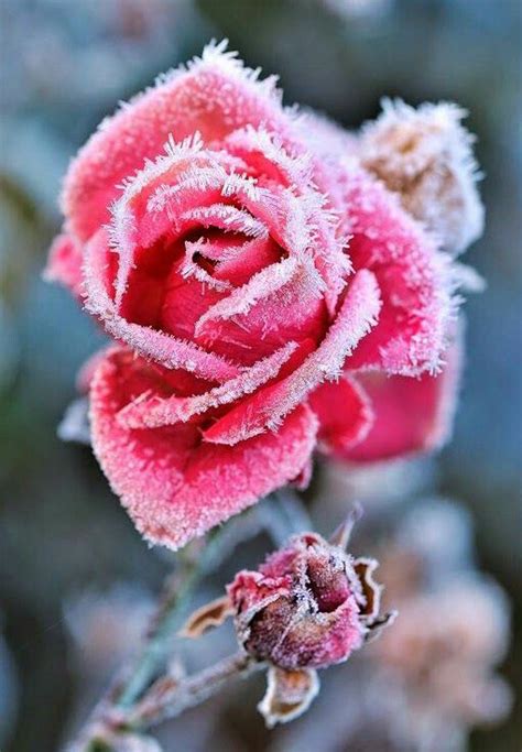 Snow Pink Rose Frozen Rose