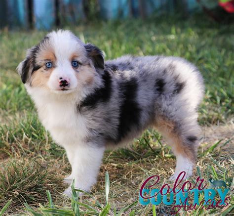 sweet addiction blue merle female 2 color country aussies