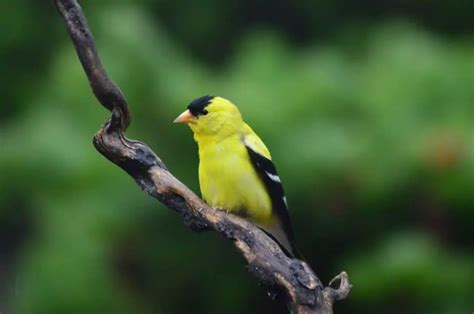 Backyard Birds Of Kentucky Identifying Common Species In 2021