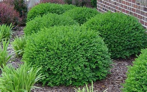Green Velvet Boxwood For Around House Landscaping Shrubs Front Yard