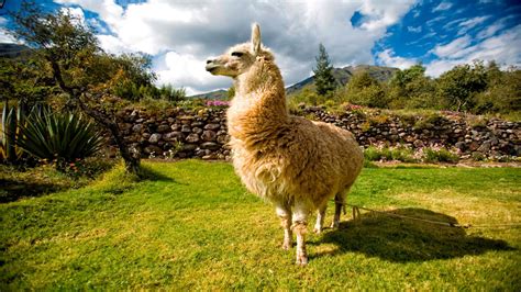 Llamas Alpacas And Vicuñas What Is The Difference Here We Tell You