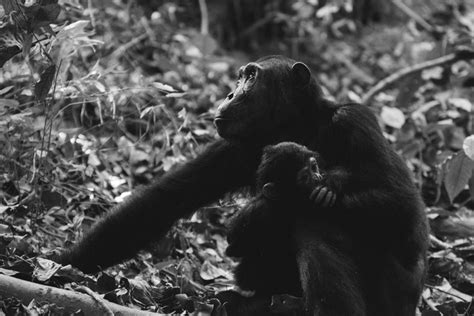 Fotos Gratis En Blanco Y Negro Mamífero Vertebrado Chimpancé Gran