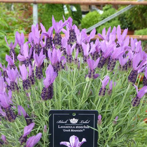 Buy French Lavender Plants Online Lavender Stoechas Greek Mountain