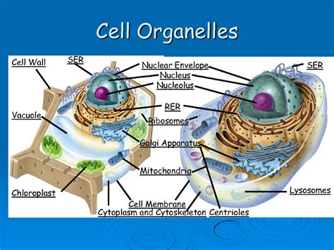 Science OGT: Cell Organelles