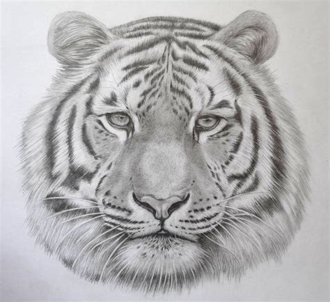 Easy Pencil Drawings Of Tigers Gif