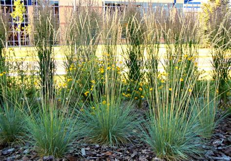 12 Ornamental Grasses That Will Stop Traffic