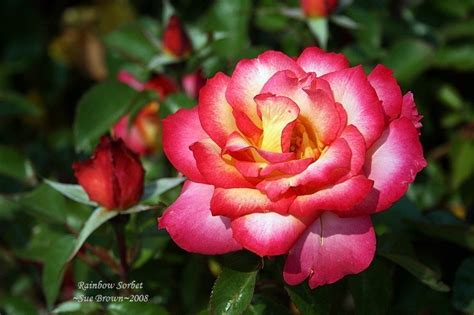 Plantfiles Pictures Floribunda Rose Rainbow Sorbet Rosa By