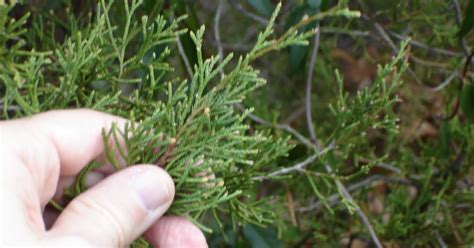Identifying Eastern Red Cedar