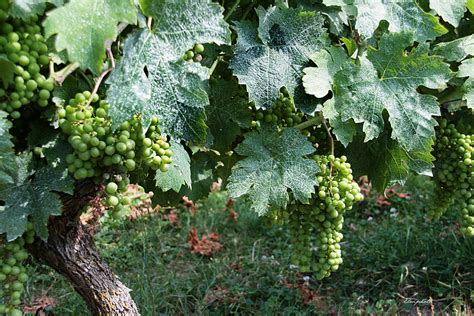 Les Raisins Sont Verts Photo Et Image Animations Photographiques Les