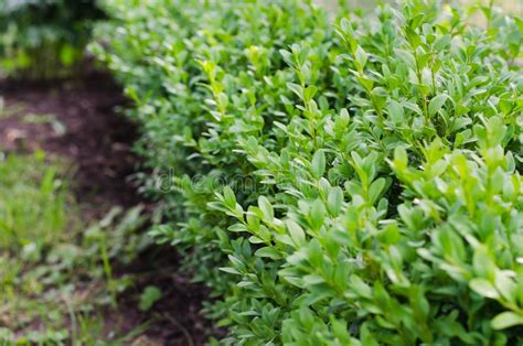 Fresh Green Buxus Leaves Buxus Sempervirens Stock Image Image Of