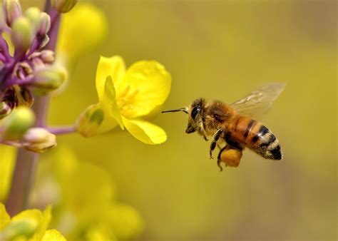 The flowers of these plant families are rich in nectar for bees to. ミツバチの巣作りと女王蜂の役割 | 熊本 佐賀のシロアリ駆除・害獣駆除ならプログラントへ