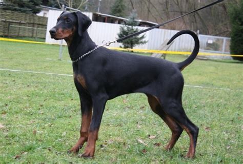 Danach wachsen meist jedoch noch sein brustkorb und sein kopf. www.Dobermann-Hundesport.de