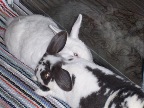Bonding Bunnies Rabbits Indoors