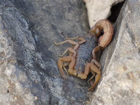 How Deadly Are Scorpions The Answer May Surprise You School Of Bugs