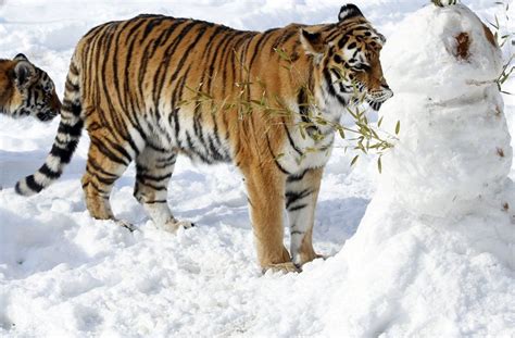 Siberian Tiger Entertains Herself By Building A Snowman Pet Tiger