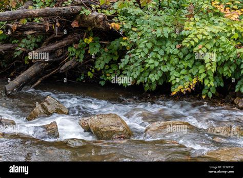 Water Edge Plants Hi Res Stock Photography And Images Alamy