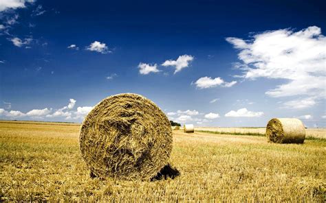 Field Hay Wheat Haystack Blue Sky Wallpaper Hd Wallpaper