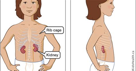 Are the kidneys located inside of the rib cage | kidneys filter waste out of the bloodstream and maintain the body's level of water. Kidney disease and diabetes