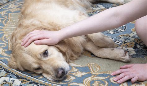 A Sick Dog Is Lying On The Carpet Treatment Of Dogs At Home Fear