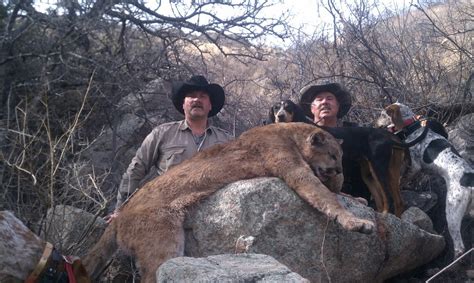 Mountain Lion Diamond Outfitters