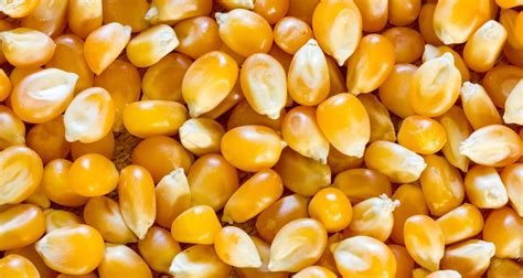 Growing Popcorn Its Easier Than You Think Farmers Almanac