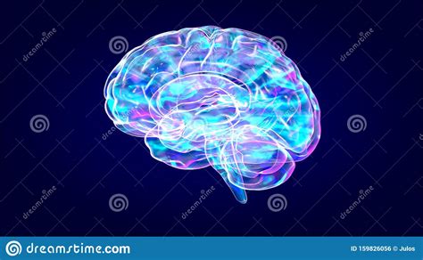 Brain Xray, Human Anatomy, 3D Illustrated Neurons Stock Illustration ...