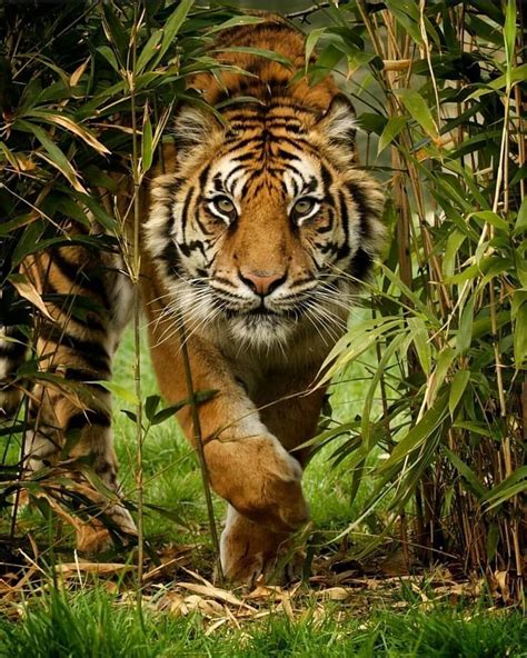 Pic Bengal Tiger Animals Beautiful Animals Wild Animals