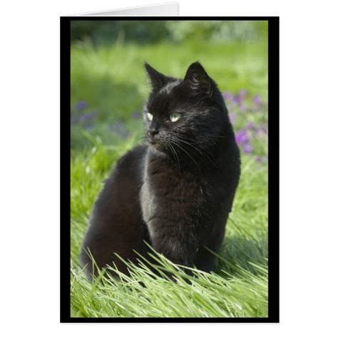 Lucky Black Cat Greeting Card Zazzle