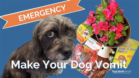 How To Make Your Dog Vomit Safely And Quickly Instructions Your Vet
