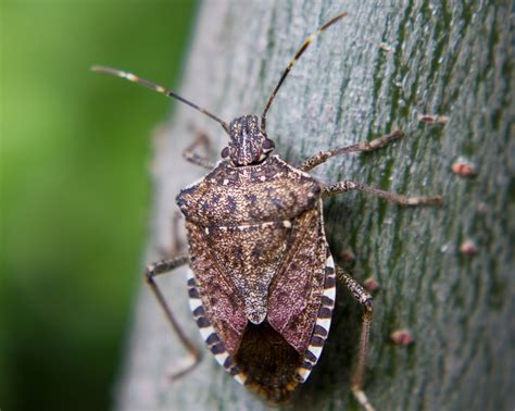 Invasive Species Brown Marmorated Stink Bug