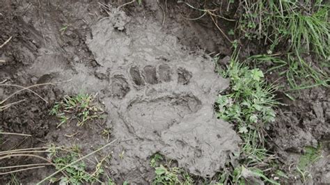 Sulle Orme Degli Orsi E Lupi Nel Parco Dabruzzo La Stampa