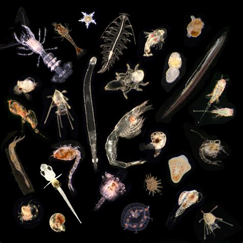 Plankton Mix Extended Different Species Of Zooplankton Of Flickr