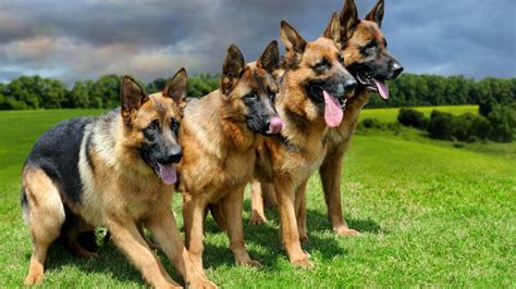 10 Reasons Why German Shepherds Attack And How To Stop It Dogs Hub