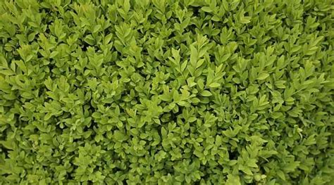 19 Boxwood Trees And Shrubs With Pictures Identification Guide 2022