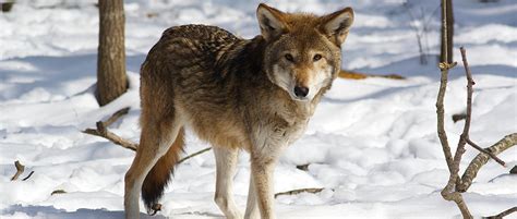 We pushed our young ones to the side. Court orders injunction on harming, killing red wolves ...