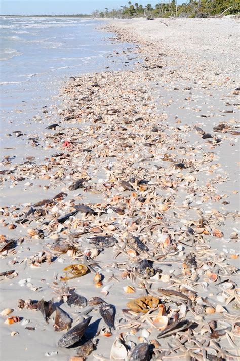 Cayo costa state park cruises. Excellent Shell Collecting | Cayo costa state park, Cayo ...