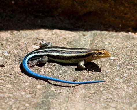 American Five Lined Skink Facts Diet Habitat