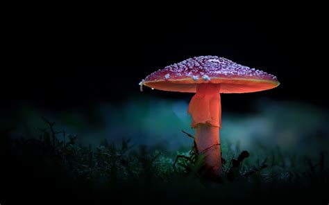 Wallpaper Mushroom Forest Backlight 1920x1200 Hd Picture Image