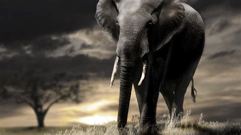 Big Elephant In Dark Black Sky Background 4k 5k Hd Elephant Wallpapers