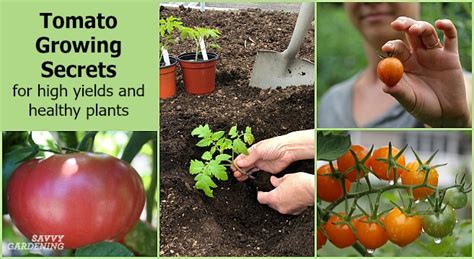 Tomato Growing Secrets For Big Yields And Healthy Plants