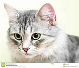 Images of Silver Cat Breed