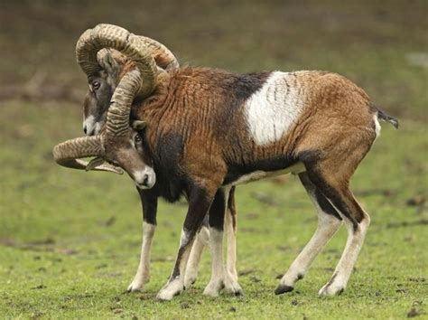 Mouflon Facts Habitat Diet Pictures